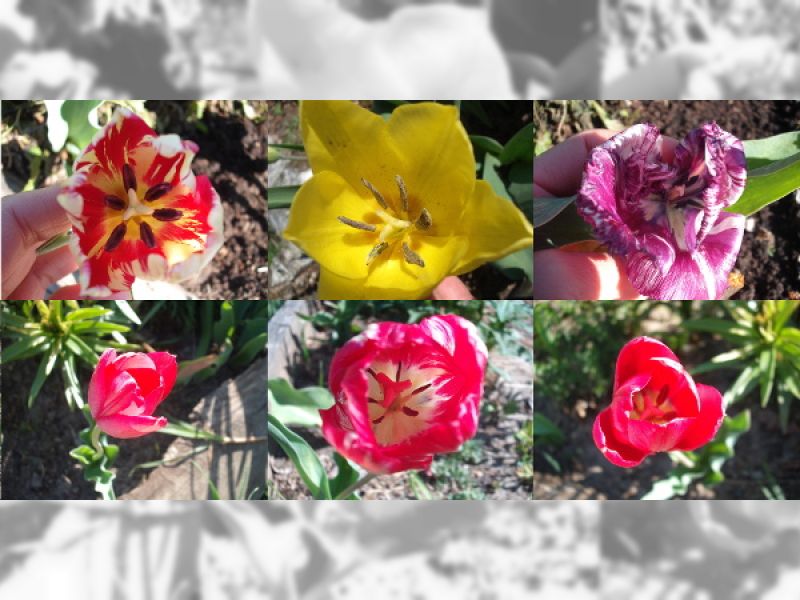 6 тюльпанов разного цвета (фото Наталии Трофимовой)